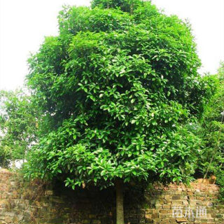 12公分红果冬青