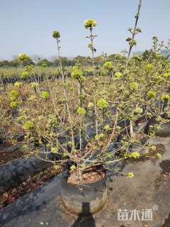 高度100厘米木绣球