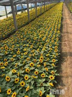 高度22厘米向日葵