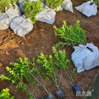 高度45厘米金叶女贞