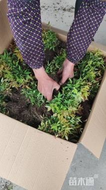 高度10厘米南天竹小苗