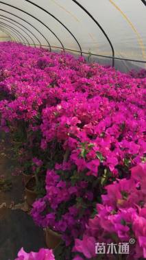 高度90厘米三角梅