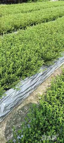 高度30厘米六月雪