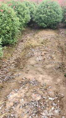 冠幅200厘米红叶石楠球