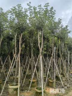 5公分黄花风铃木