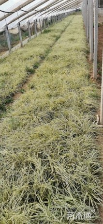 高度15厘米金丝苔草