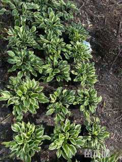 高度20厘米玉簪