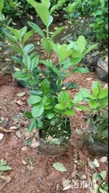 高度35厘米大叶黄杨