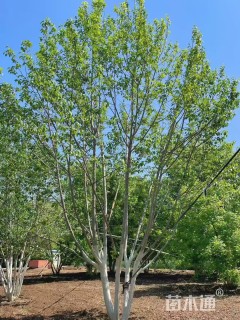 高度1000厘米丛生杜仲