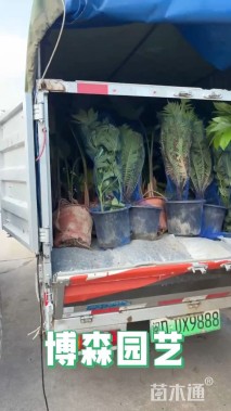 高度50厘米花叶良姜