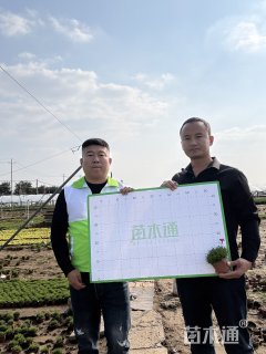 高度15厘米欧石竹