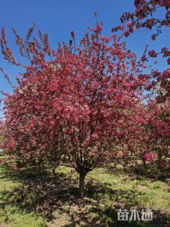 18公分绚丽海棠