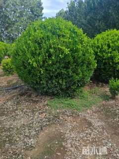 冠幅110厘米瓜子黄杨球