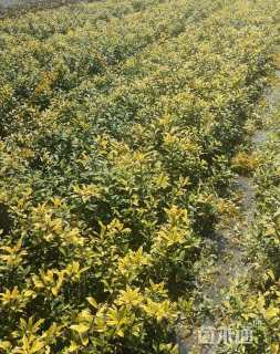 高度20厘米黄金枸骨