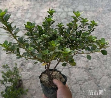 高度20厘米夏鹃