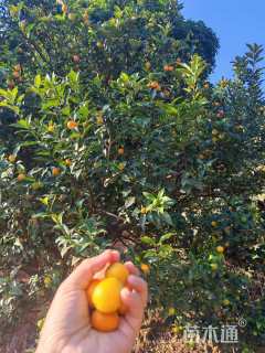 高度2.5厘米柏树