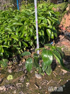 高度30厘米澳洲鸭脚木