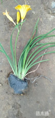 高度35厘米金娃娃萱草