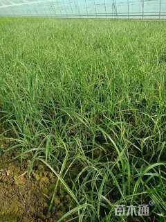 高度80厘米斑叶芒