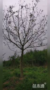 15公分朴树
