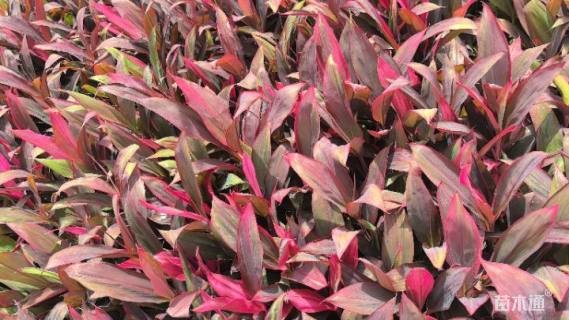 高度20厘米红叶朱蕉