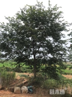 20公分朴树