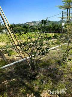 高度150厘米狗牙花