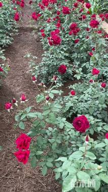 高度10厘米玫瑰