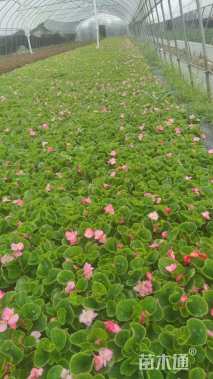 高度10厘米四季海棠