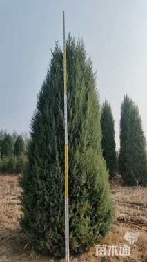 高度500厘米桧柏