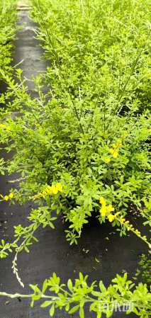 高度20厘米金雀儿