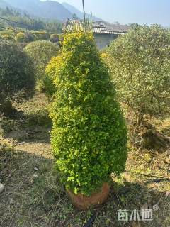 高度120厘米亮金女贞