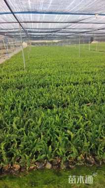 高度26厘米排骨草