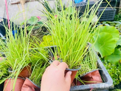 高度30厘米紫穗狼尾草