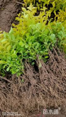 高度12厘米金叶女贞