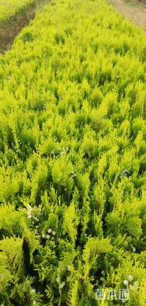 高度30厘米柏木