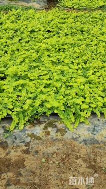 高度12厘米金叶过路黄