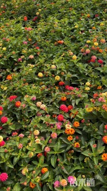 高度25厘米福禄考