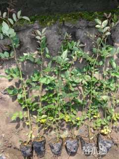 高度40厘米蔷薇