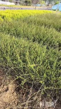 高度50厘米迎春花