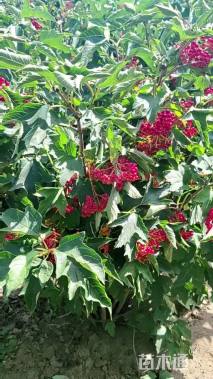 高度80厘米天目琼花