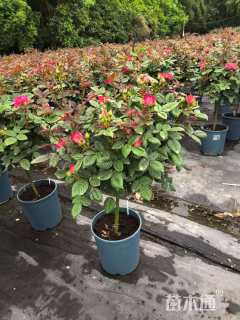 高度90厘米月季