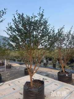 高度200厘米茶梅