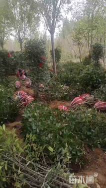 高度180厘米红叶石楠柱