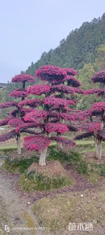 高度2500厘米红花继木