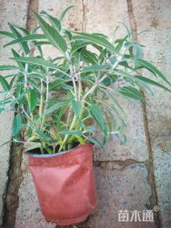 高度10厘米三叶委陵菜