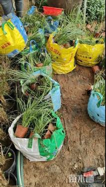 高度50厘米金红羽狼尾草