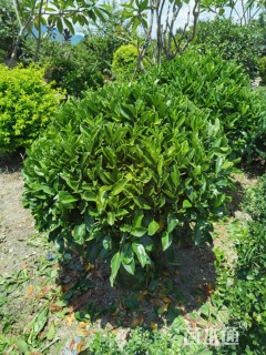高度80厘米非洲茉莉球