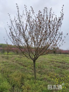 13公分日本晚樱