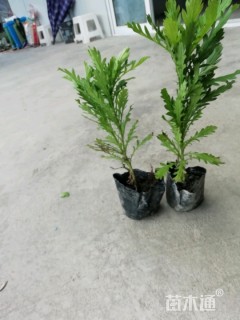 高度20厘米杜鹃